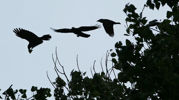 This is how an American city solved the problem of crows spreading in its yards