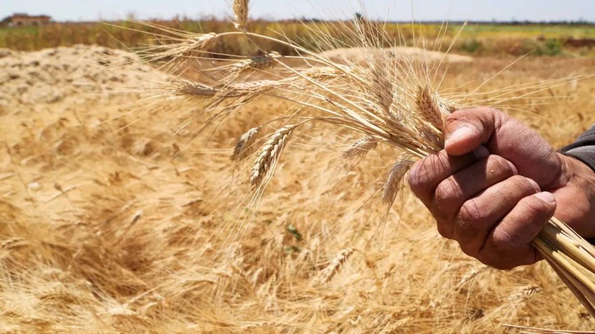 Egypt buys 240 thousand tons of Russian wheat