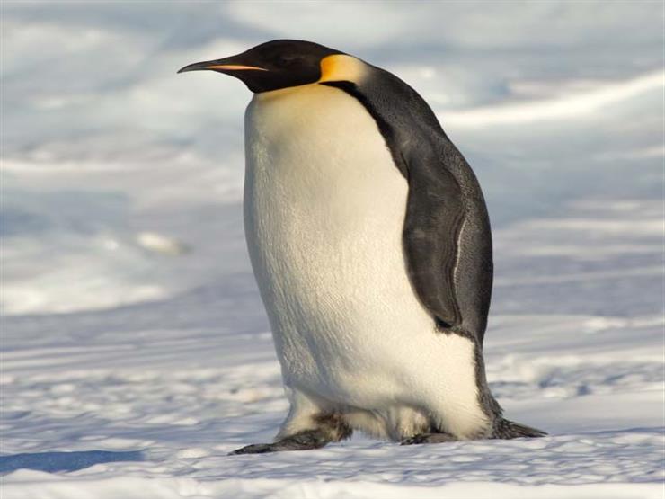 How did a penguin make the journey from Antarctica to New Zealand?