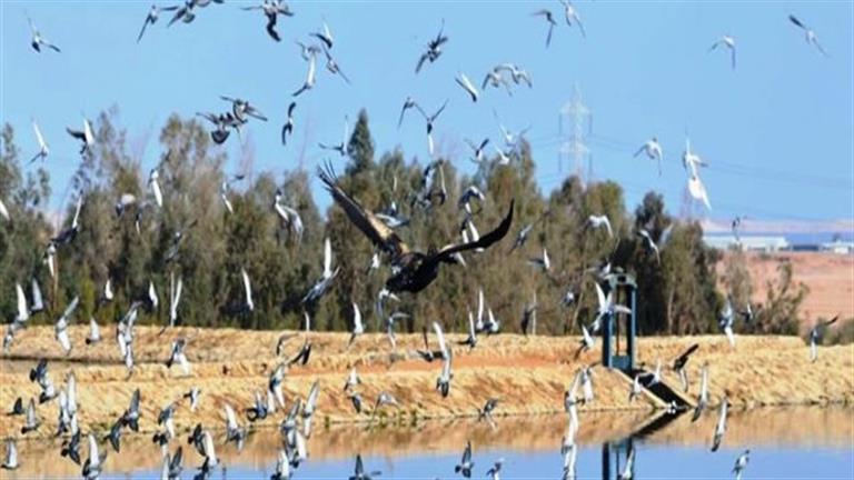 Because of the heat and dehydration, 10% of Africa’s birds are on the verge of extinction.