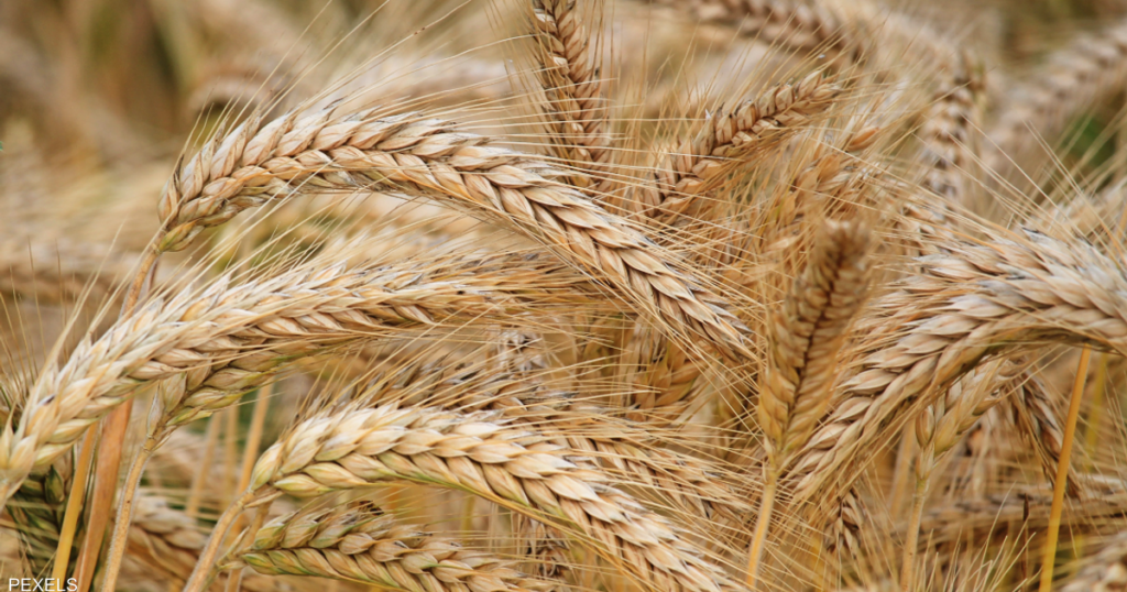 Yemen has enough wheat to last four months.