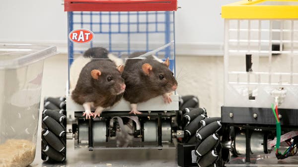 Experiments on mice may help solve mental problems in humans