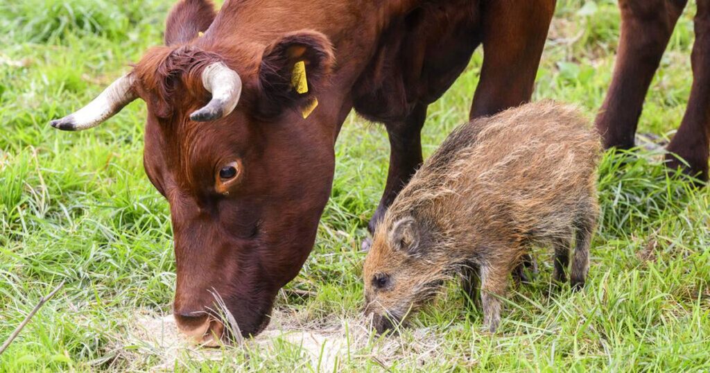 Herd the news? Wild boar piglet adopted by cows in Germany