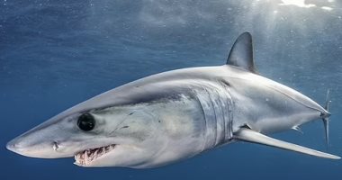 Shark kills woman after dragging her underwater in South Africa