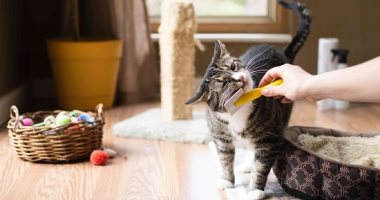 How do you keep your home clean in the presence of pets?