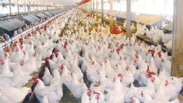 The Union of Poultry Producers calls on the Central Bank to release the dollar to save the poultry wealth