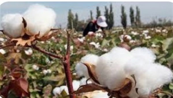 Canceling an auction for the second time.. Implementation of the new cotton trading system in Egypt