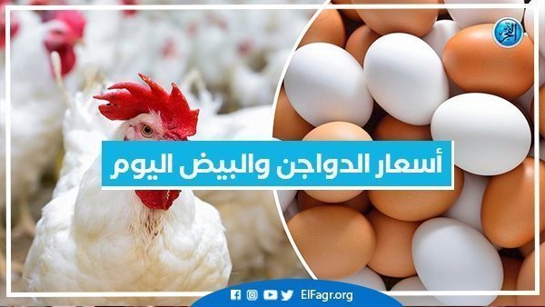 Poultry and egg prices in Egypt today, Wednesday, October 5, 2022