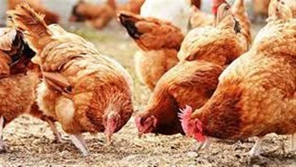 Poultry prices today, Friday 7 October 2022