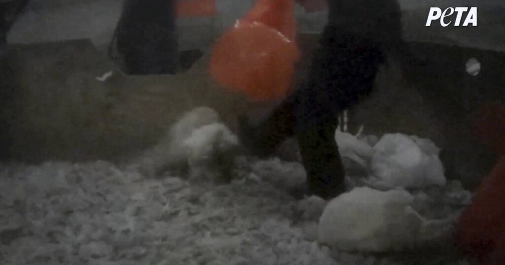 US turkey farm workers charged with animal cruelty