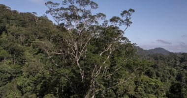 Scientists reach the tallest tree in the Amazon rainforest for the first time, 3 years after its discovery