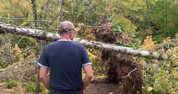 ‘Huge financial loss’: N.S. maple farmer loses half of crop from storm Fiona