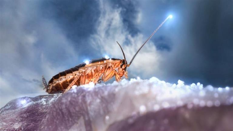 After human failure, artificial intelligence finds a new way to kill cockroaches