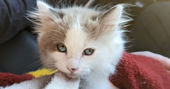 B.C. kitten with deformed leg requires amputation, says SPCA