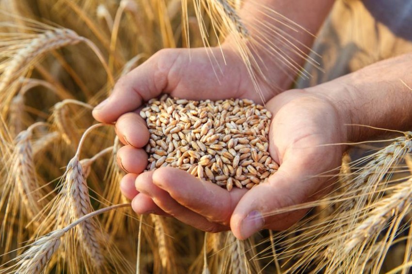 Egypt allows the private sector mills to purchase wheat at 8700 ton