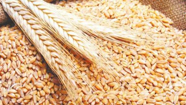 Wheat prices today, Thursday, October 13, 2022 in the Egyptian market