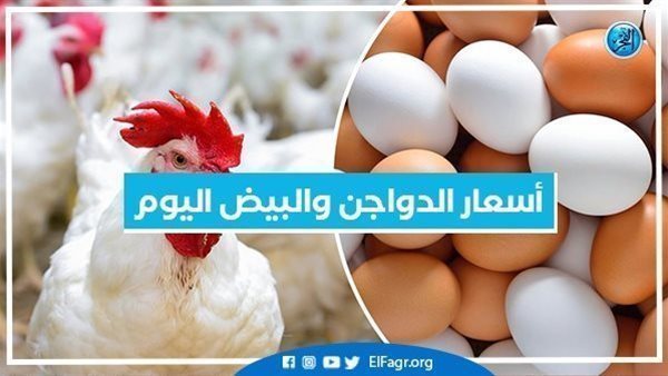 Poultry prices and eggs today, Friday, October 14, 2022