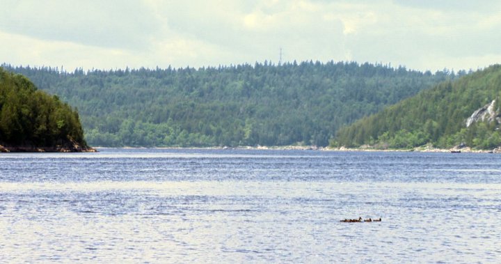 RCMP say 64-year-old man found dead after falling into Saint John River