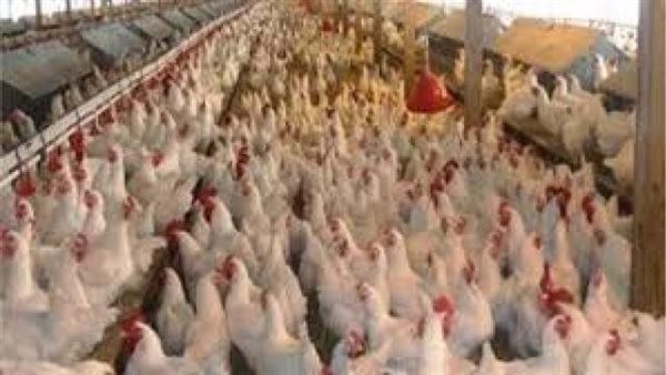 “After the execution of chicks” .. poultry prices in Egypt today, Sunday, October 16, 2022