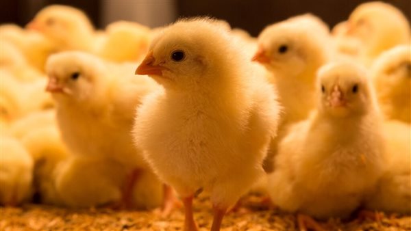 44 million dollars per week to import feed and save the poultry wealth from death