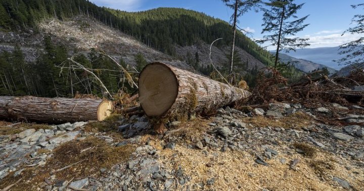 Canadian government masking carbon emissions from forestry: report