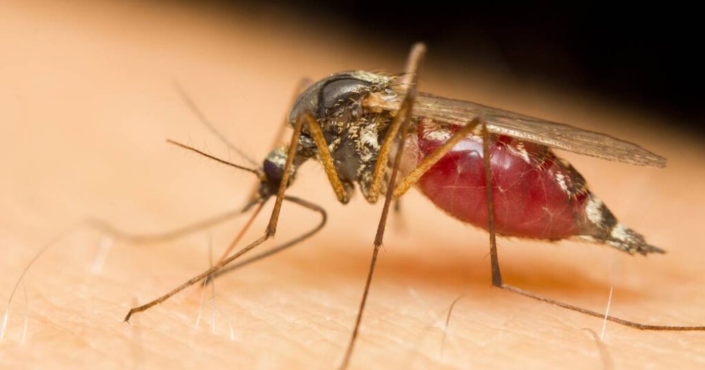 Why do mosquitoes bite some people more than others?