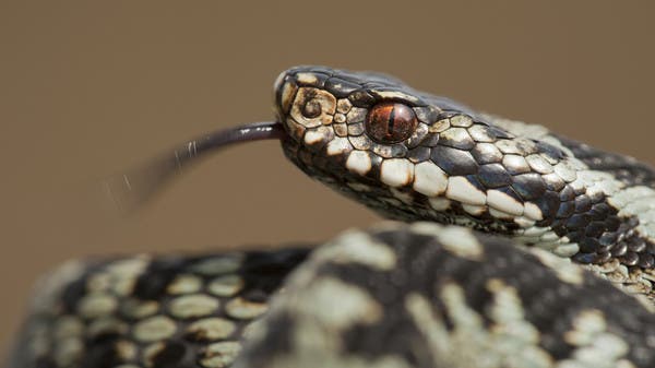 A snake “independent” a flight … and raises the panic of passengers