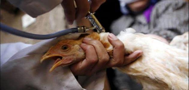 South Korea records the first bird flu in 6 months