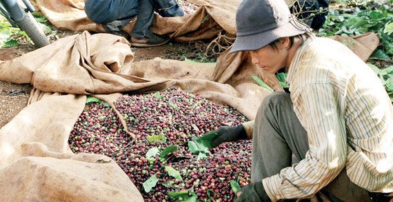 Coffee production is witnessing a decline in Indonesia this year