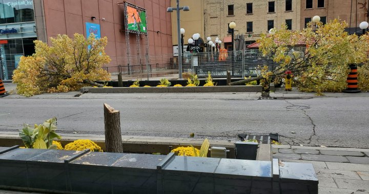 Kitchener removing unhealthy trees in downtown core