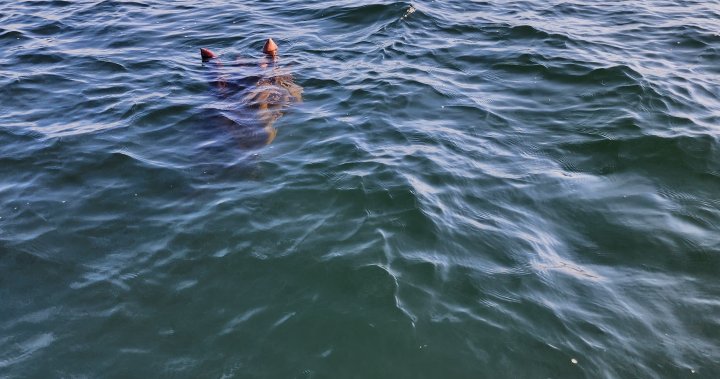 Ogopogo or unusually large bird? Kelowna couple spots something strange beneath the waves