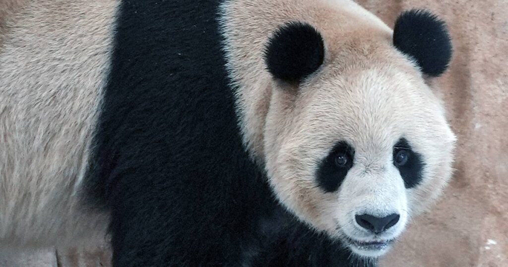 Pandas sent by China’s arrive in Qatar ahead of FIFA World Cup