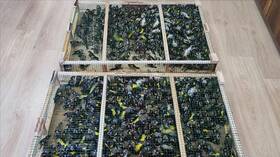 Thwarting the smuggling of 900 “Hassoun” birds from Turkey to Syria