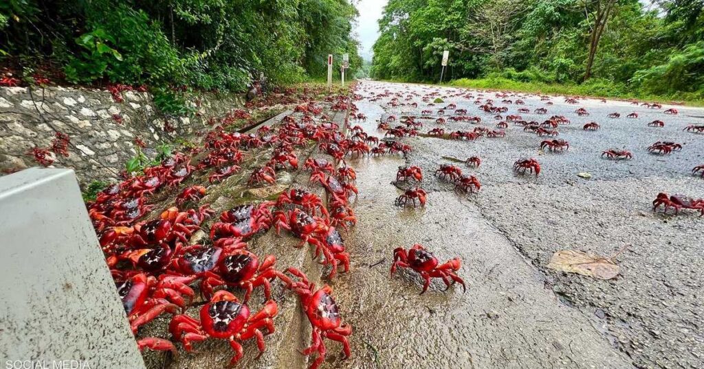 Video of “Crabs invasion” .. What is happening on this island?