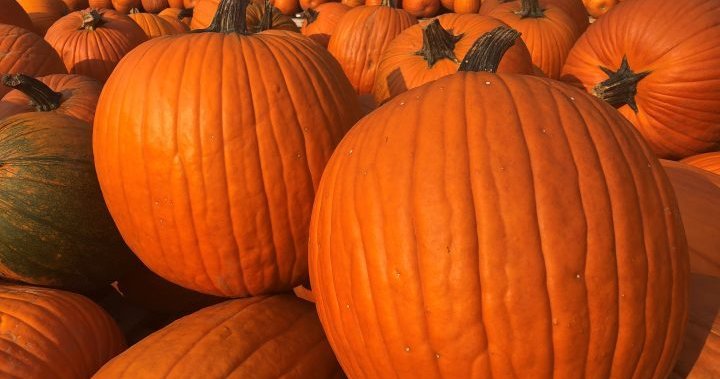 After Halloween is over, compost or cook those pumpkins: RDCO