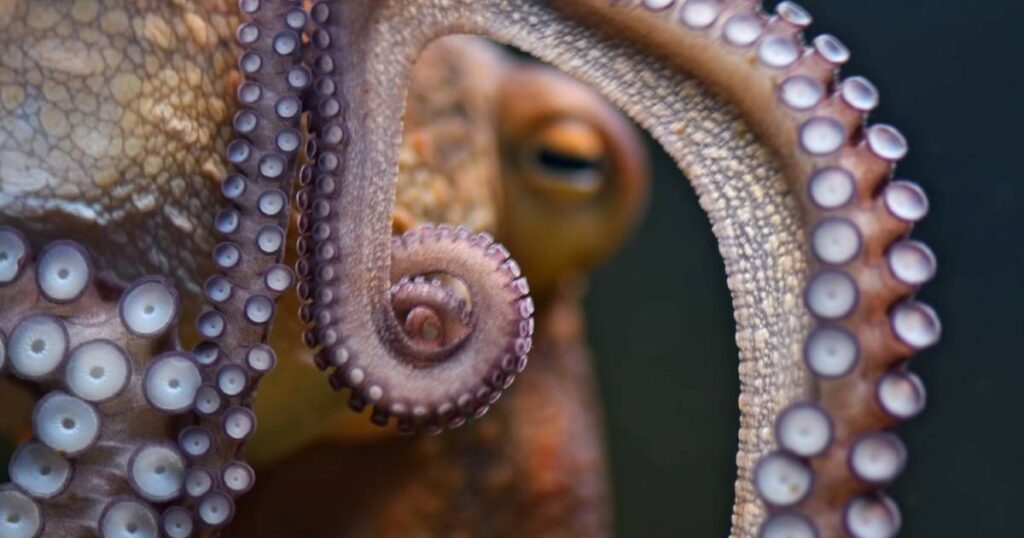 Australian octopus venom may help treat melanoma