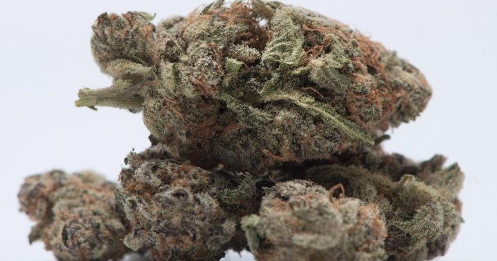 Officers seize $136,000 worth of cannabis, vaping products from N.B. dispensary