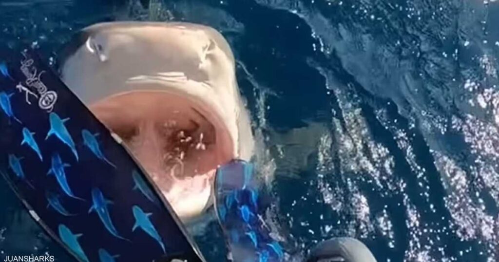 Video “In the Night of Sight” .. The shark surprised her while she was on the boat