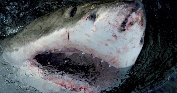 Deaths of two great whites off Maritimes within weeks ‘highly unusual’: researcher