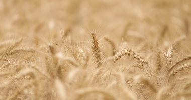 All you want to know about wheat allergy