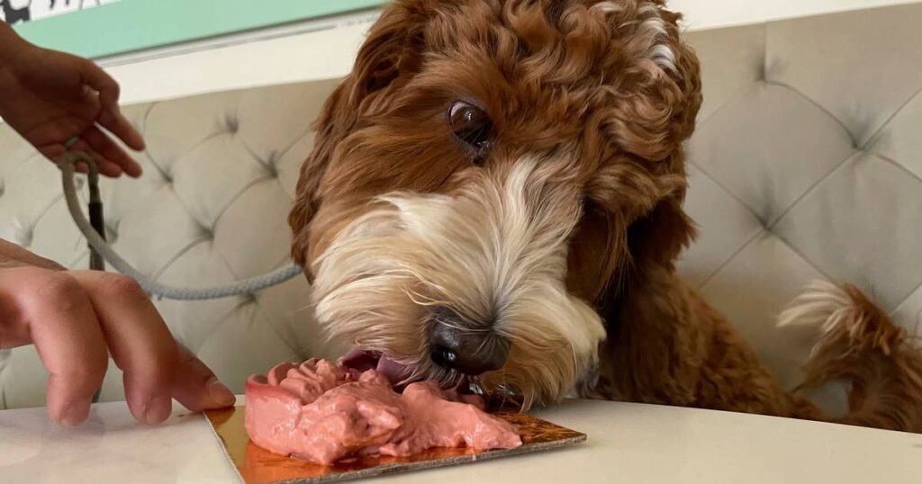 Dogs chow filet mignon at new US canine café