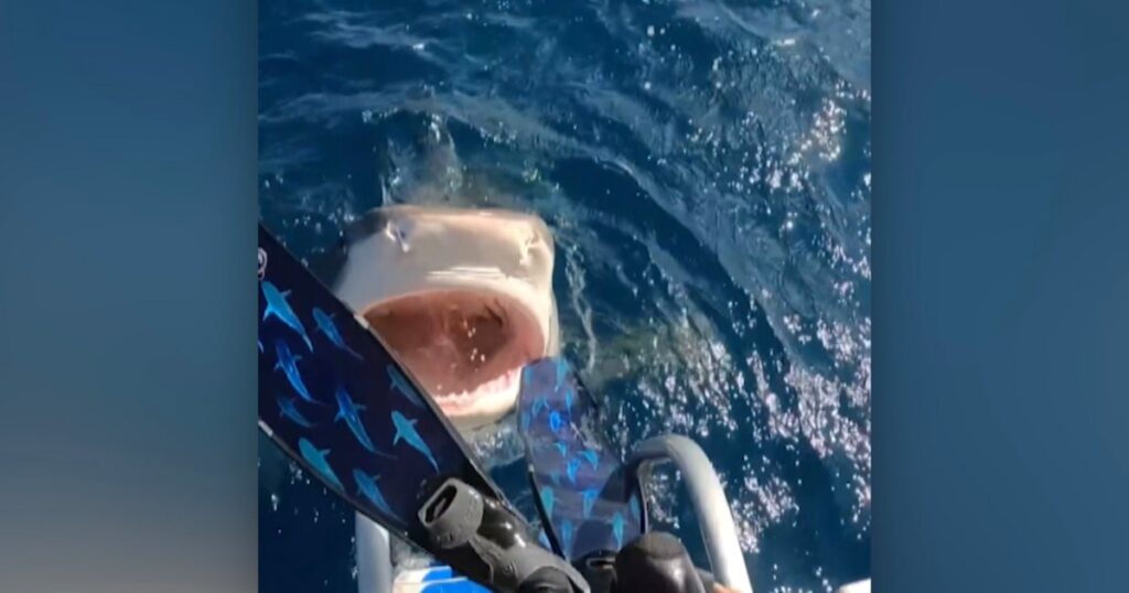 Watch: Marine researcher almost dives into tiger shark’s mouth