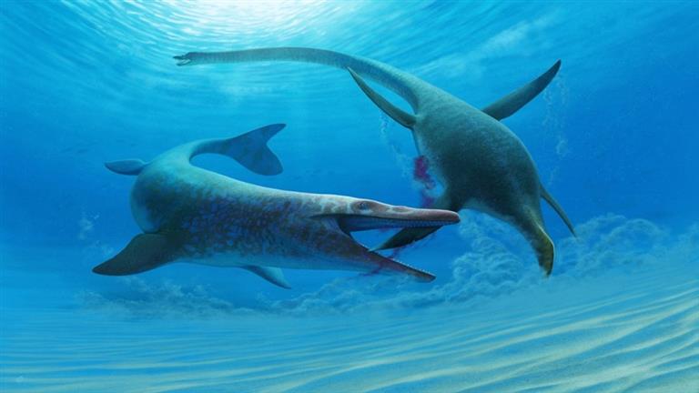 Mosasaur .. The discovery of a fossil of an extinct animal in Russia