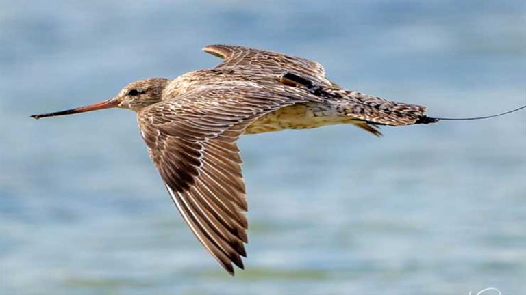 It flew for 11 days without stopping … the bird that defeated the strongest planes (photos)