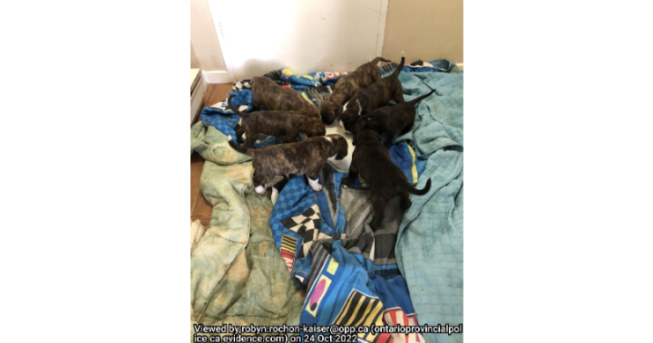 Quinte West OPP investigate theft of puppies