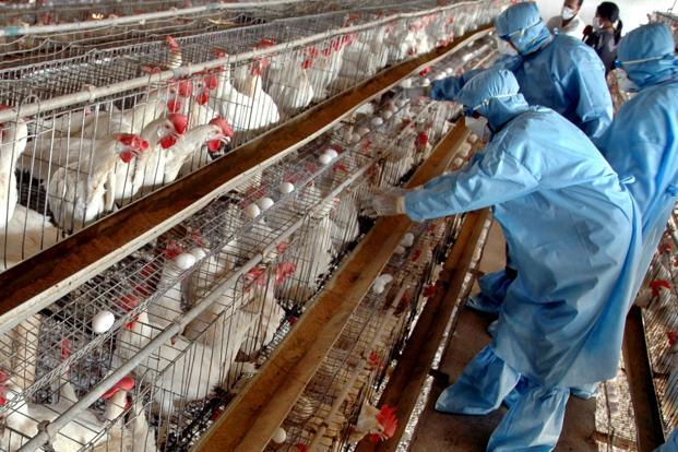 England imposes poultry insulation to contain bird flu outbreaks