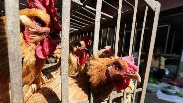 Britain issues a decision to contain bird flu outbreaks