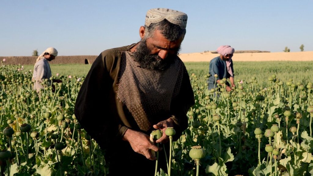 United Nations: The prosperity of opium population cultivation in Afghanistan with high prices