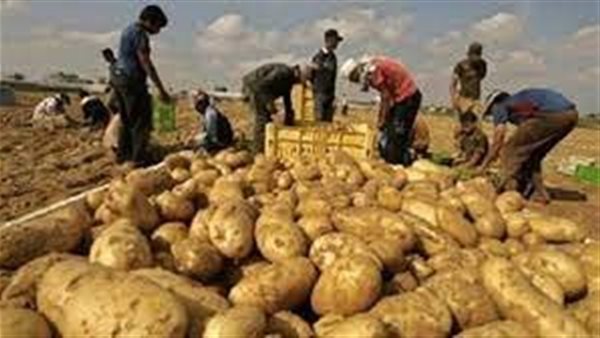 Agriculture: 659 thousand acres of brown mold in potatoes