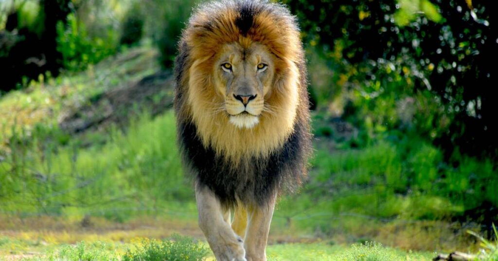 Four lions escape enclosure at Sydney zoo